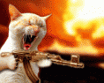 /album/photogallery/wildcat-gif/