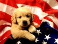 /album/photogallery/puppy-jpg/